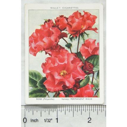 1939 Wills Garden Flowers New Varieties 2nd No. 30 Rose