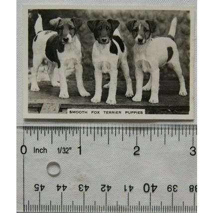 1939 Senior Service Dogs No. 37 Smooth Fox Terrier Puppies