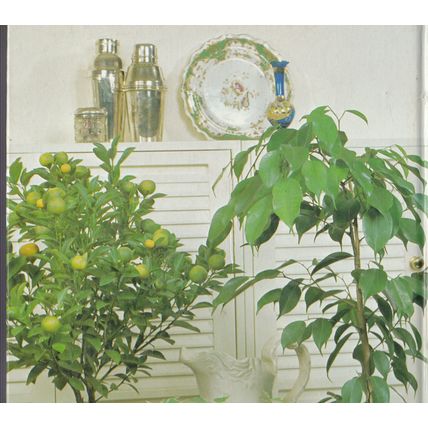 Everyones Book Of Houseplants by Alan Titchmarsh. Ref: B0059