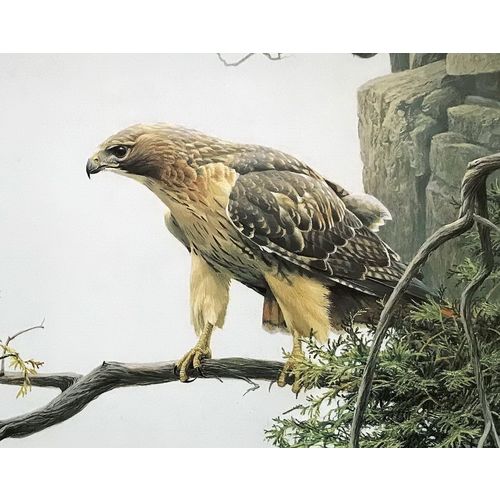 Robert Bateman RED TAILED HAWK vintage Print Poster Bird Wall Art Decor animal