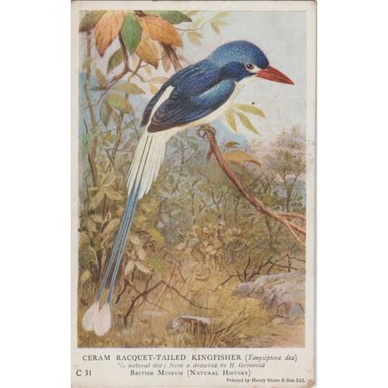 Artist Drawn Ceram Racquet Tailed Kingfisher Bird Postcard (QAN0044)