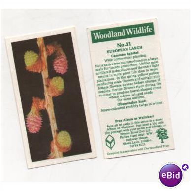 Brooke Bond Tea card Woodland Wildlife series no.31 EUROPEAN LARCH