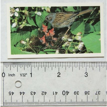 1990 Grandee Britain's Wayside Wildlife No. 8 Hedge Sparrow