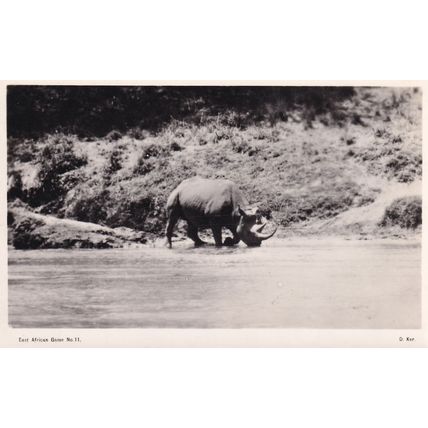 Rhinoceros Hunting East Africa Game Nairobi Real Photo Postcard
