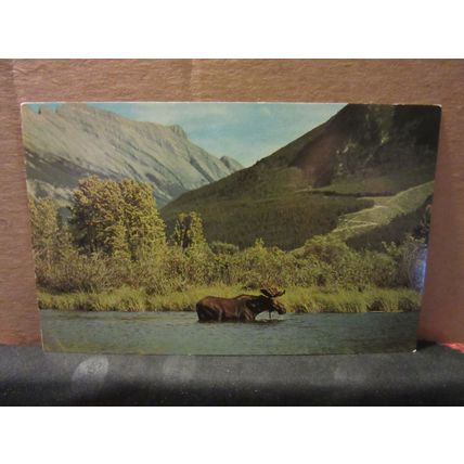 A BULL MOOSE, B.C. CANADA unused vintage postcard 1970