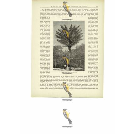 Attalea Palm Tree On The Madeira, Bolivia/Brazil, Book Illustration, c1880