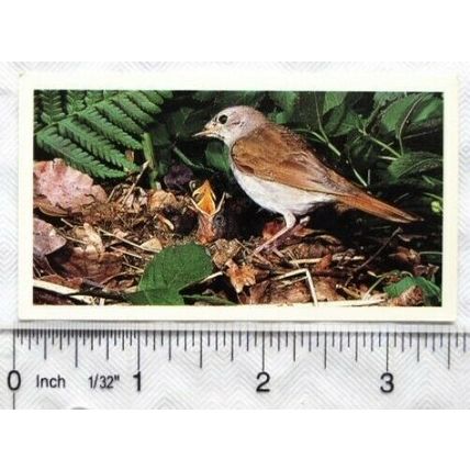 1990 Grandee Britain's Nocturnal Wildlife No. 14 Nightingale