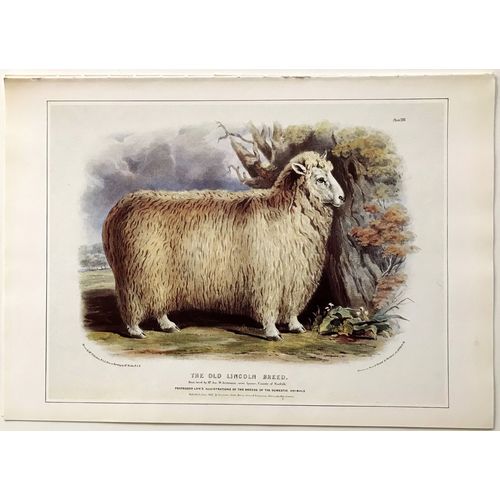 Antique Print LINCOLN SHEEP lithograph poster W Shiels vintage Animal Wall Art