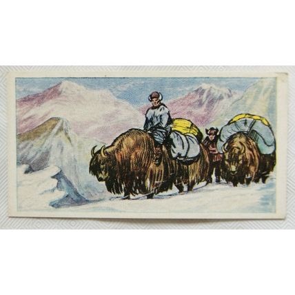 1961 Cooper's Tea card Transport through the ages No. 13 The Yak