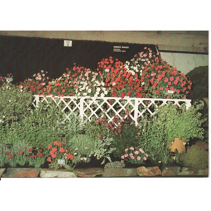 Chelsea Flower Show Postcard - Collection Of Silver Foliaged Plants