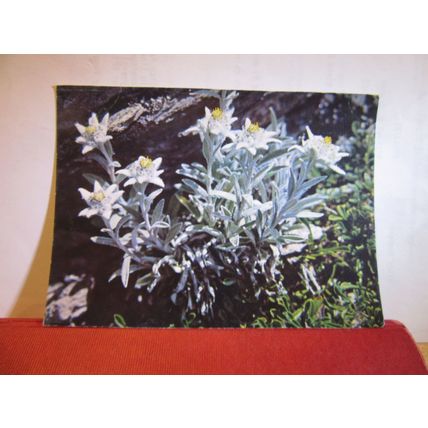 EDELWEISS flowers Swiss unused postcard =