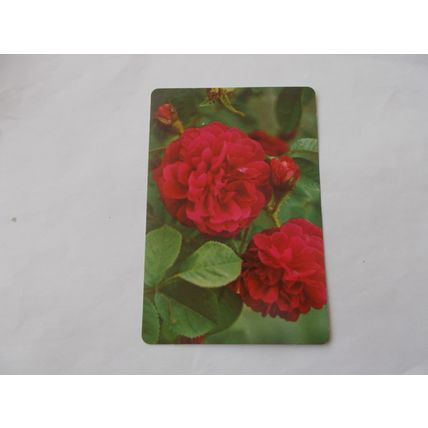 WEBBS GARDENING CARD / MOSS ROSE 16) (21/06)