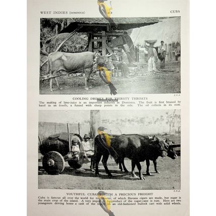Puerto Rico & Bermuda (Dominica? & Cuba On Back), Book Illustration, c1920
