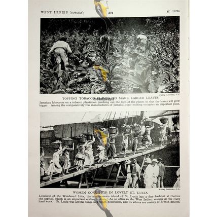 Bananas From Jamaica (Tobacco & Women Workers St Lucia, Back), Book Illustration