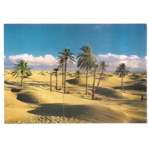 AN OASIS, THE SAHARA, TUNISIA ,unused vintage postcard #