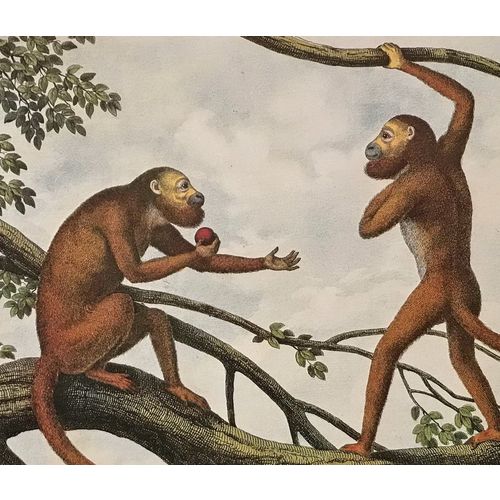Red Howler Monkey Antique Print Litho poster Ape vintage Animal Wall Art Decor