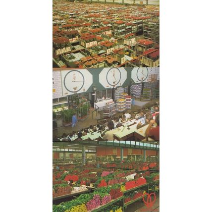 Amsterdam Holland World Flower Centre Displays Auction Rooms 3x Postcard s