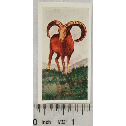 Neilson's Interesting Animals card No. 15 Mountain Sheep