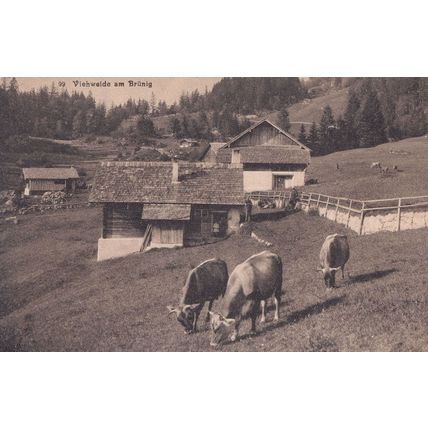 Viehweide Am Brunig Switerland Swiss Old Postcard