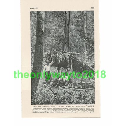 Tangled Jungle, Borneo, Malaysia, Book Illustration, c1920