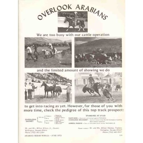 overlook arabians 1972 sachet mirzaz saibu gaffizon horse vintage ad