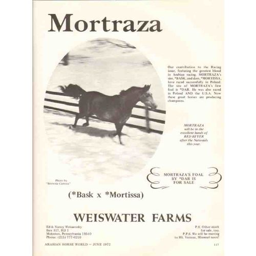 weiswater farms 1972 mortraza bask mortissa red beyer horse vintage ad