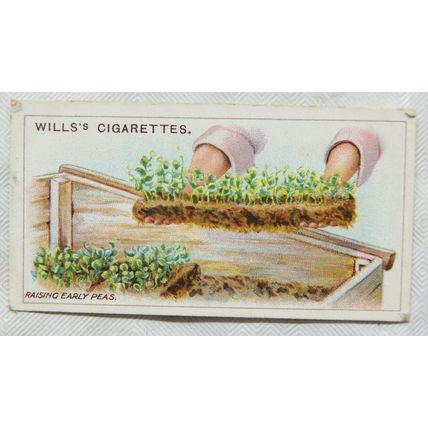 1923 Wills Gardening Hints No. 21 raising early peas