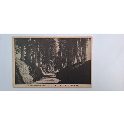 A ROW OF CRYPTOMERIAS, NIKKO. 1933 - 1945 (126)