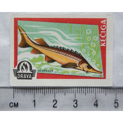 vintage Matchbox Label - Drava - Fish - Keciga