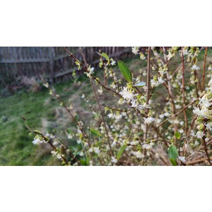 2x Winter Honeysuckle plants Bee friendly shrub live rooted