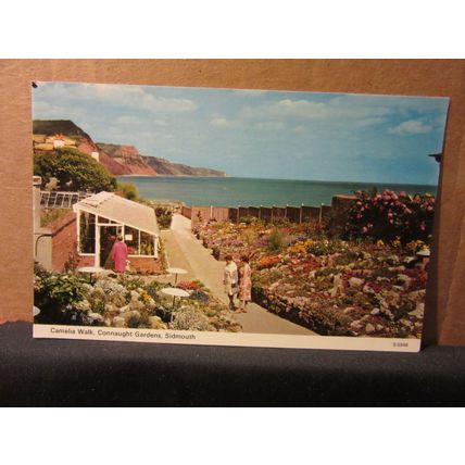 camelia walk, CONNAUGHT GARDENS, SIDMOUTH, DEVON unused postcard E T W Dennis =