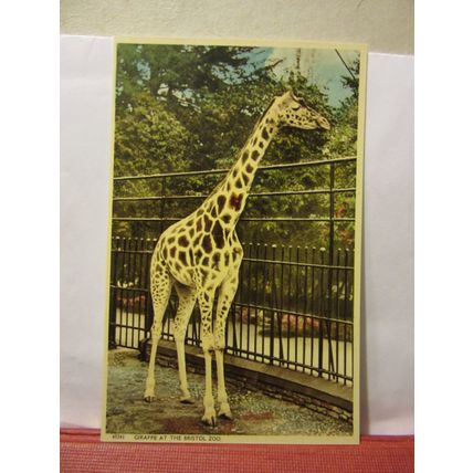 GIRAFFE, BRISTOL ZOO, BRISTOL unused postcard by Harvey Barton in 1960 =