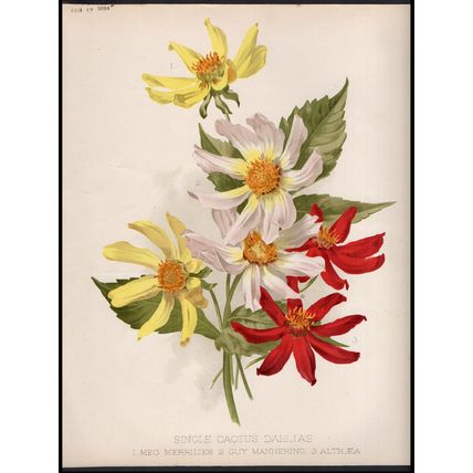 SINGLE CACTUS DAHLIAS 1894 Maud West - Guillaume Severeyns CHROMOLITHOGRAPH