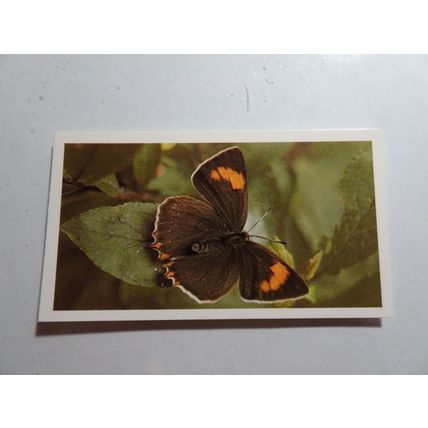1983 Grandee British Butterflies Card # 23 of 32 Brown Hairstreak VG-Ex (4)