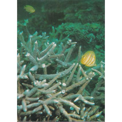 The Great Barrier Reef by Clarrie Lawler. Ref: B6157