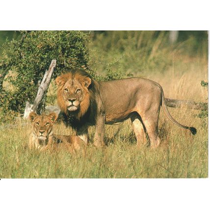 South Africa Postcard 1987 - Lions In Kruger National Park
