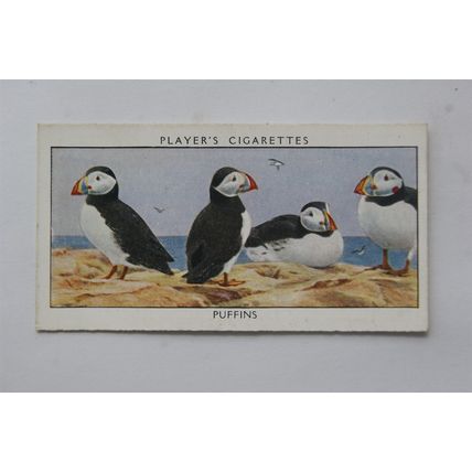 1932 John Player & Sons Wild Birds No. 30 Puffins