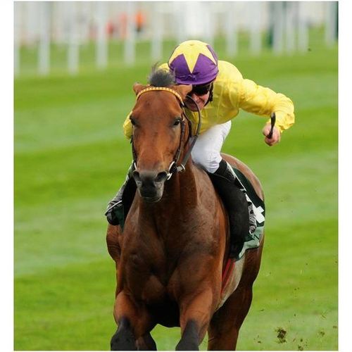 DVD - SEA THE STARS: ALL 6 Group 1 RACES - Entire Televised Broadcasts...4+ HRS