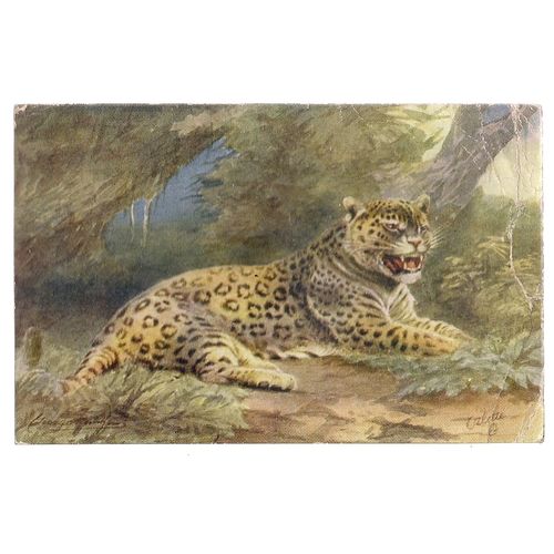 THE JAQUAR cat , INDIA used postcard 1921 postmark Raphael Tuck & sons Oilette =