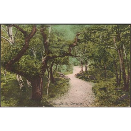 In the Landslip, Bonchurch, Isle of Wight, 1905 - Blum & Degen Postcard