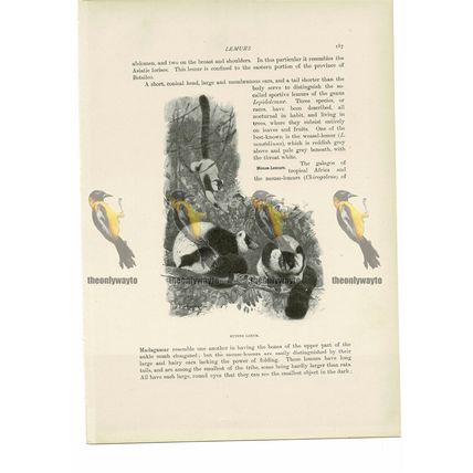 Ruffed Lemur, Animal Book Illustration (Print) , c1916