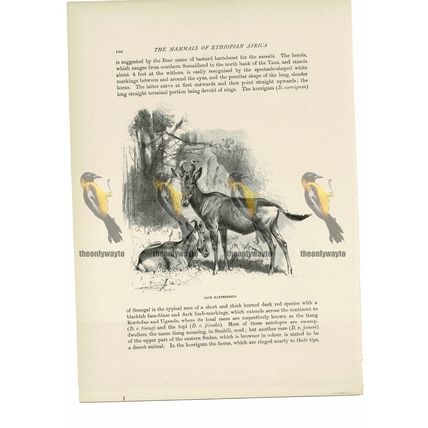 Cape Hartebeests, Animal Book Illustration (Print) , c1916