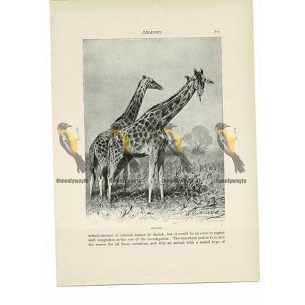 Giraffes, Animal Book Illustration (Print) , c1916