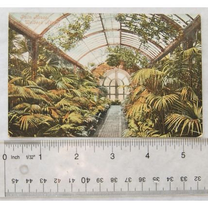 vintage postcard Palm House, Welbeck Abbey