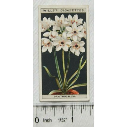 1925 Wills Flower Culture in Pots No. 38 Ornithogalum
