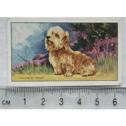 1936 Gallaher Dogs 1st Series No. 15 The Dandie Dinmont Terrier