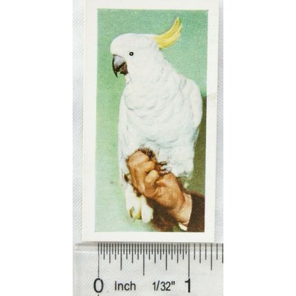 1960 Horniman's Tea card Pets No. 30 Sulphur-crested Cockatoo