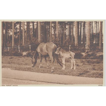 New Forest Ponies New Forest Hampshire Postcard (QHAM166)