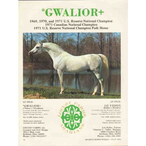 locust farms 1972 gwalior lo vision arabian stud equestrian vintage ad