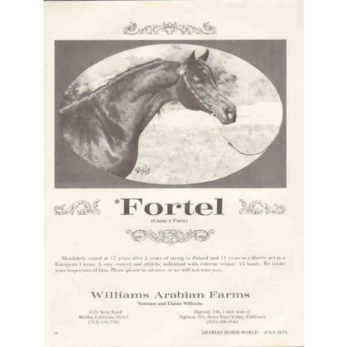 williams arabian farms 1972 fortel como forta stud horse vintage ad